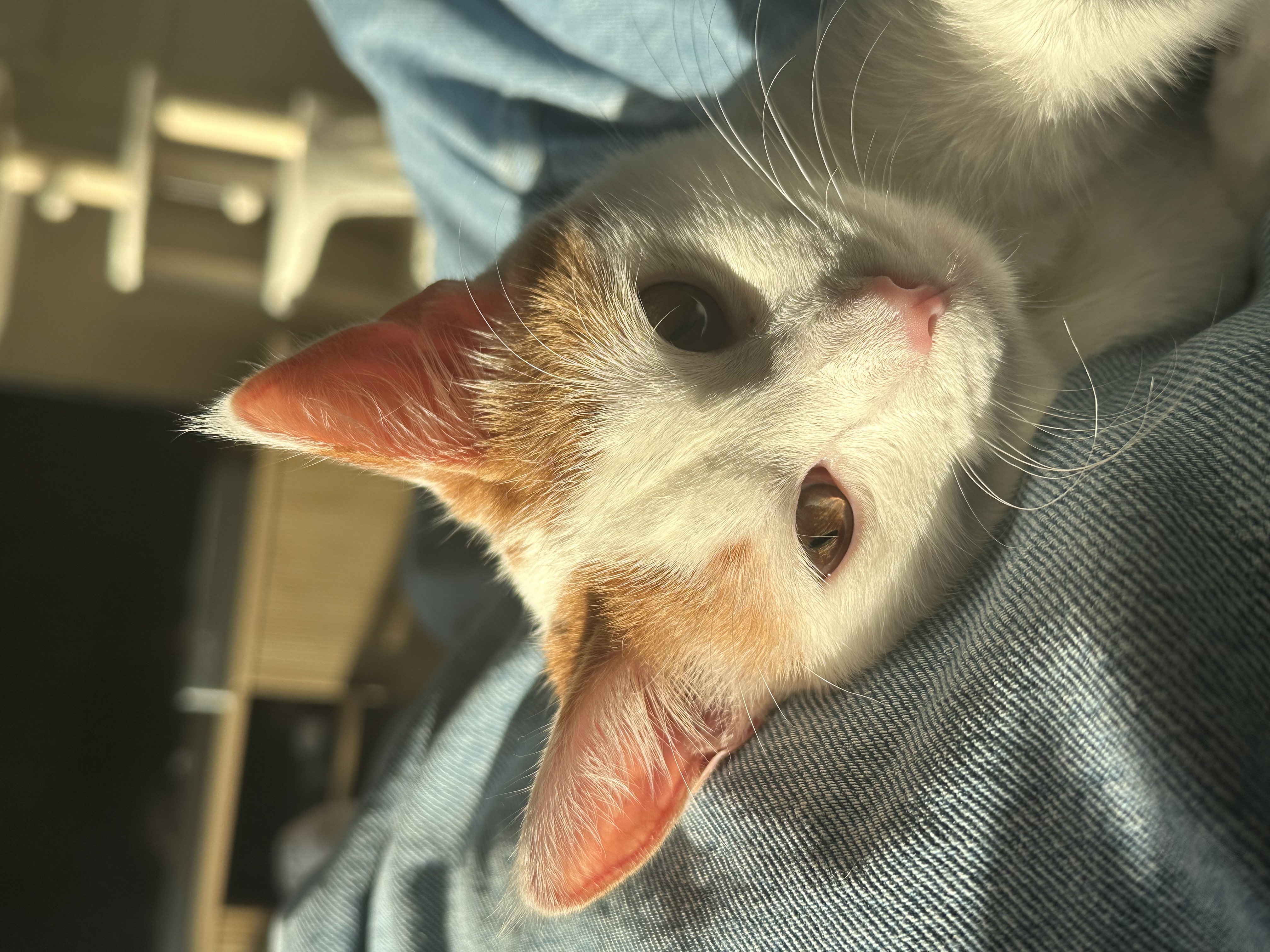 Toast, Cameron’s cat